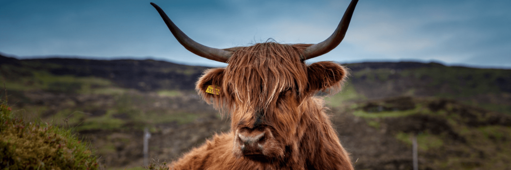 Become a Chef in Scotland